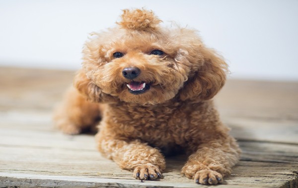 THỦ TỤC XUẤT KHẨU THÚ CƯNG QUỐC TẾ